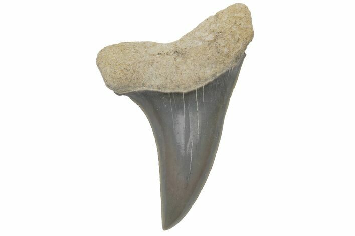 Fossil Mako Tooth - Lee Creek (Aurora), NC #220127